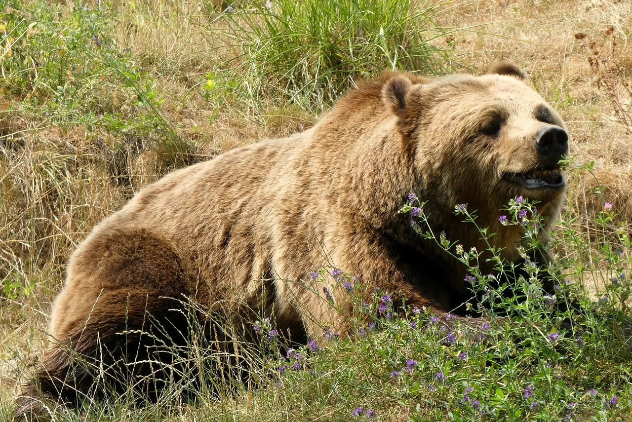 Majestic Brown Bear Resting in Sunny Summer Grassland