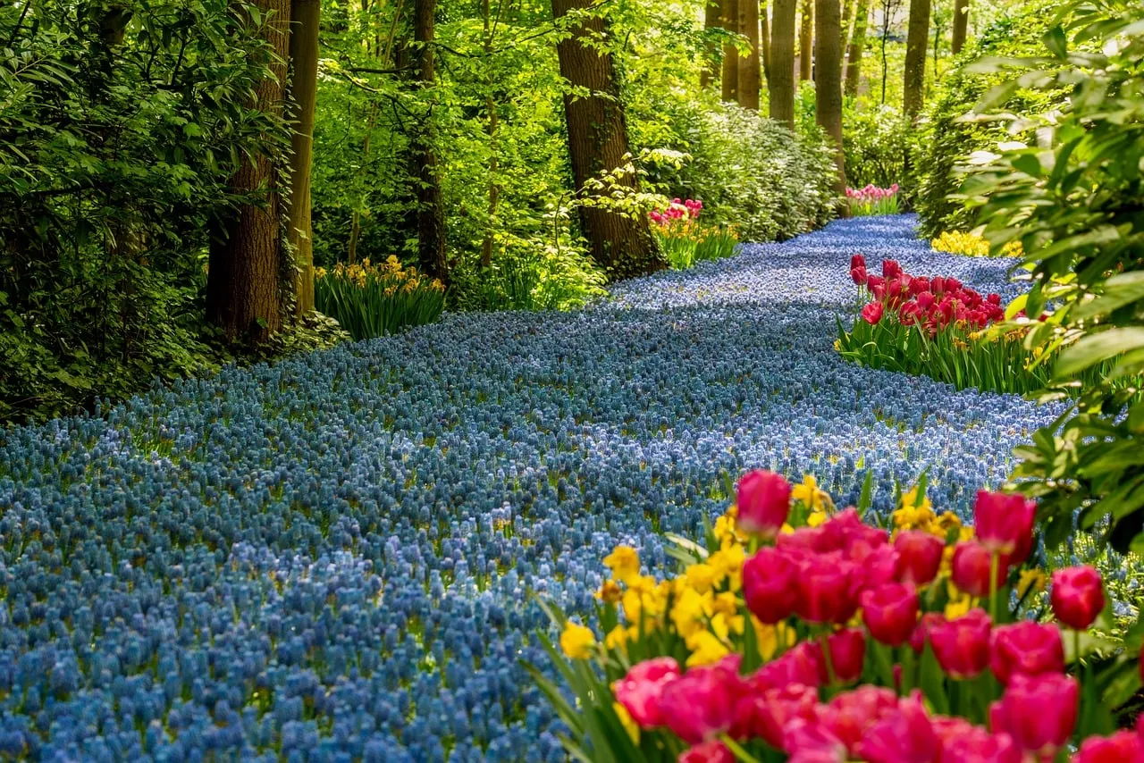 Enchanting Bluebell Path Amidst Vibrant Spring Blooms