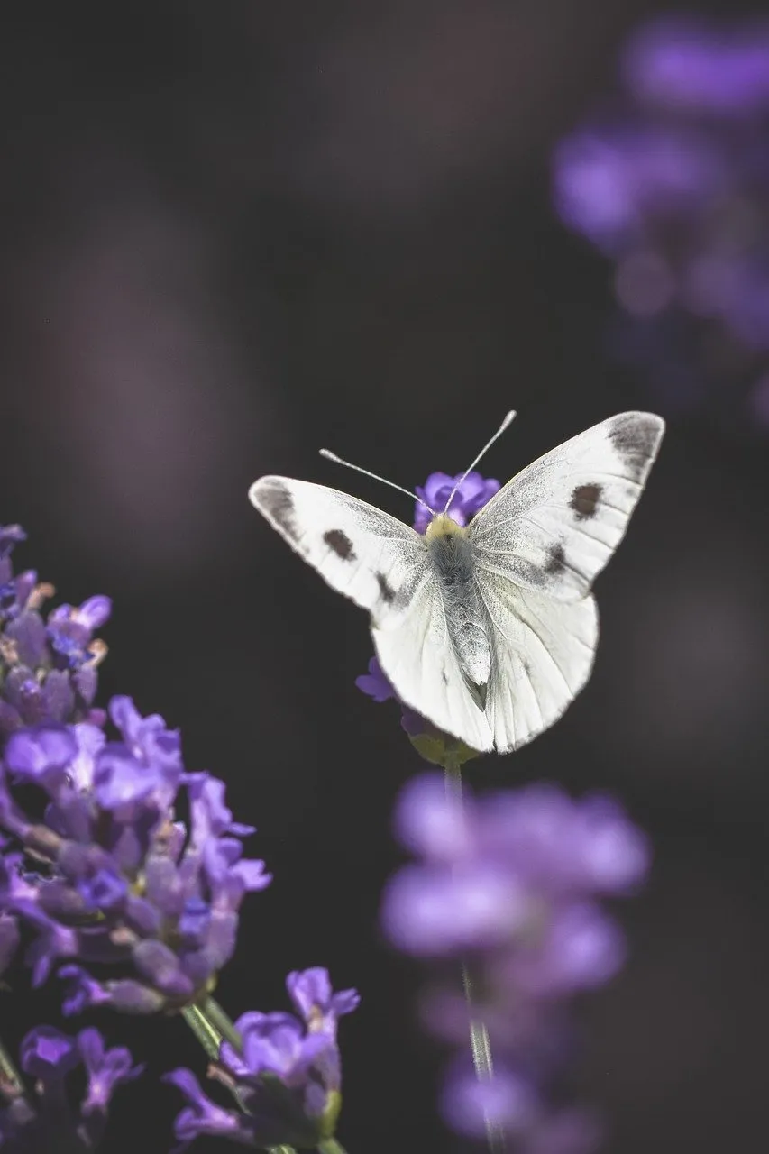 Fragile Beauty: White Butterfly on Vibrant Lavender