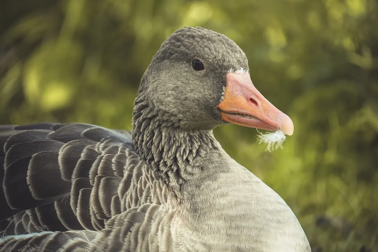 Stunning Greylag Goose: A Close-Up of Nature's Beauty