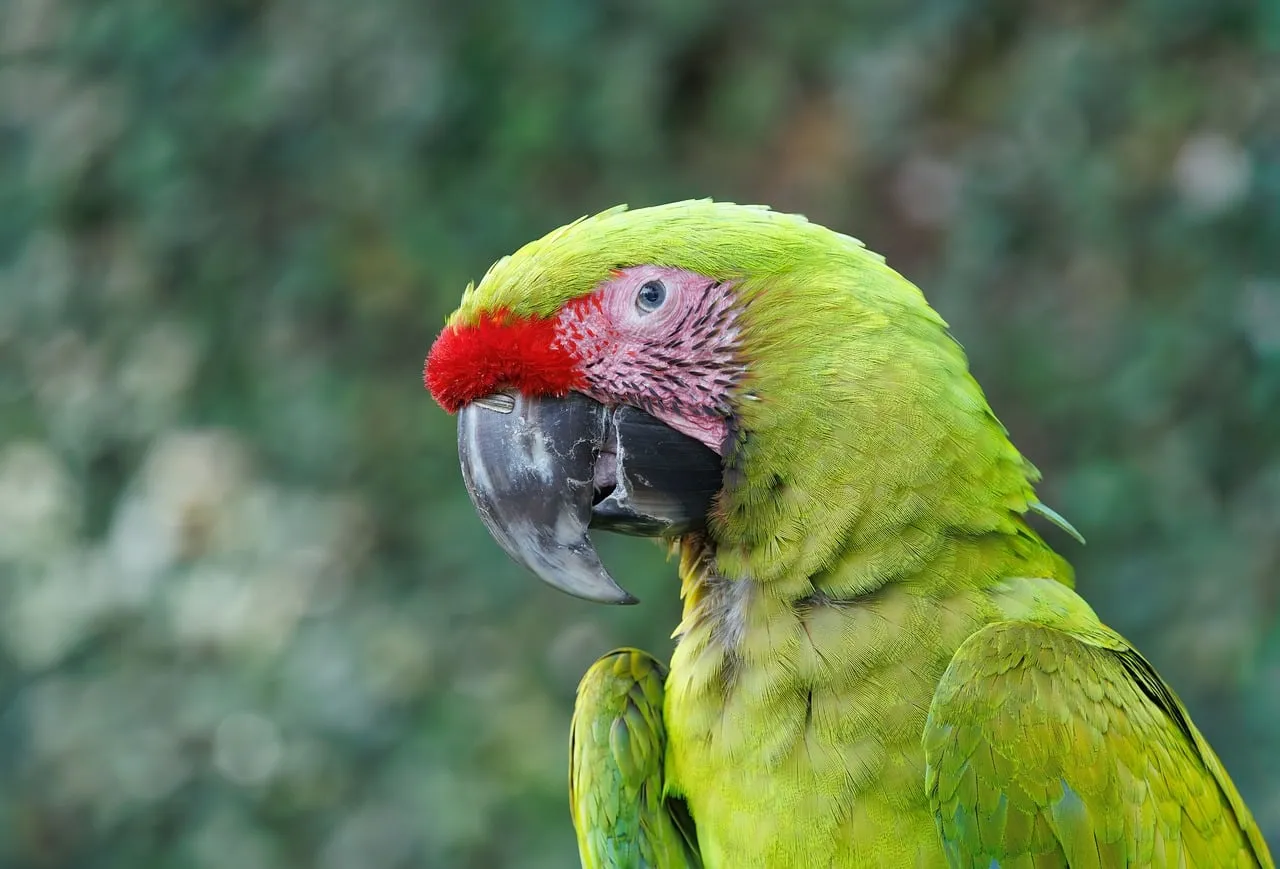 Vibrant Green Macaw: Exotic Tropical Bird Portrait