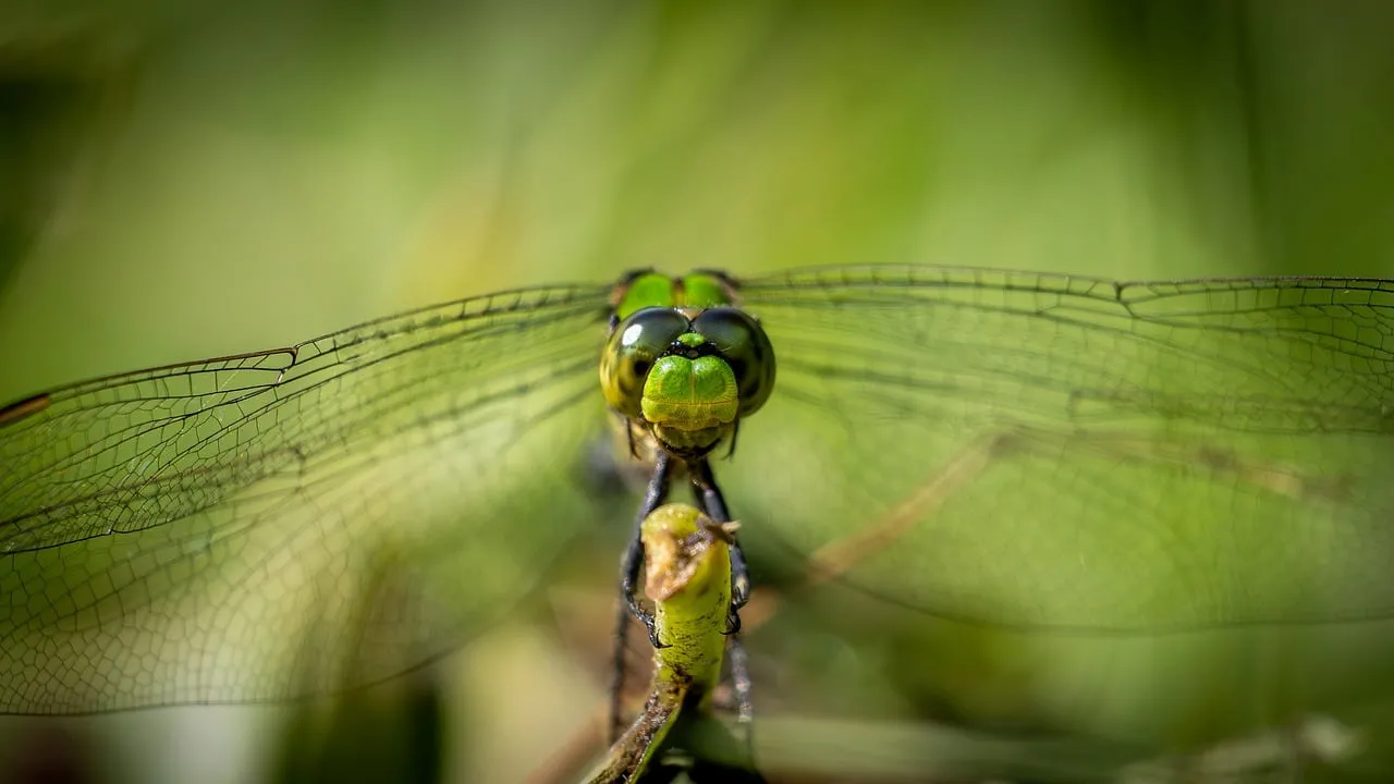 Stunning Macro: Dragonfly's Mesmerizing Eyes and Delicate Wings