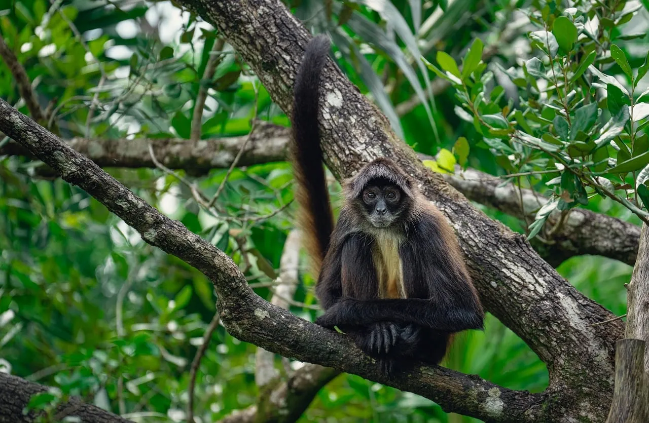 Enchanting Jungle Gaze: Spider Monkey in Lush Green Canopy