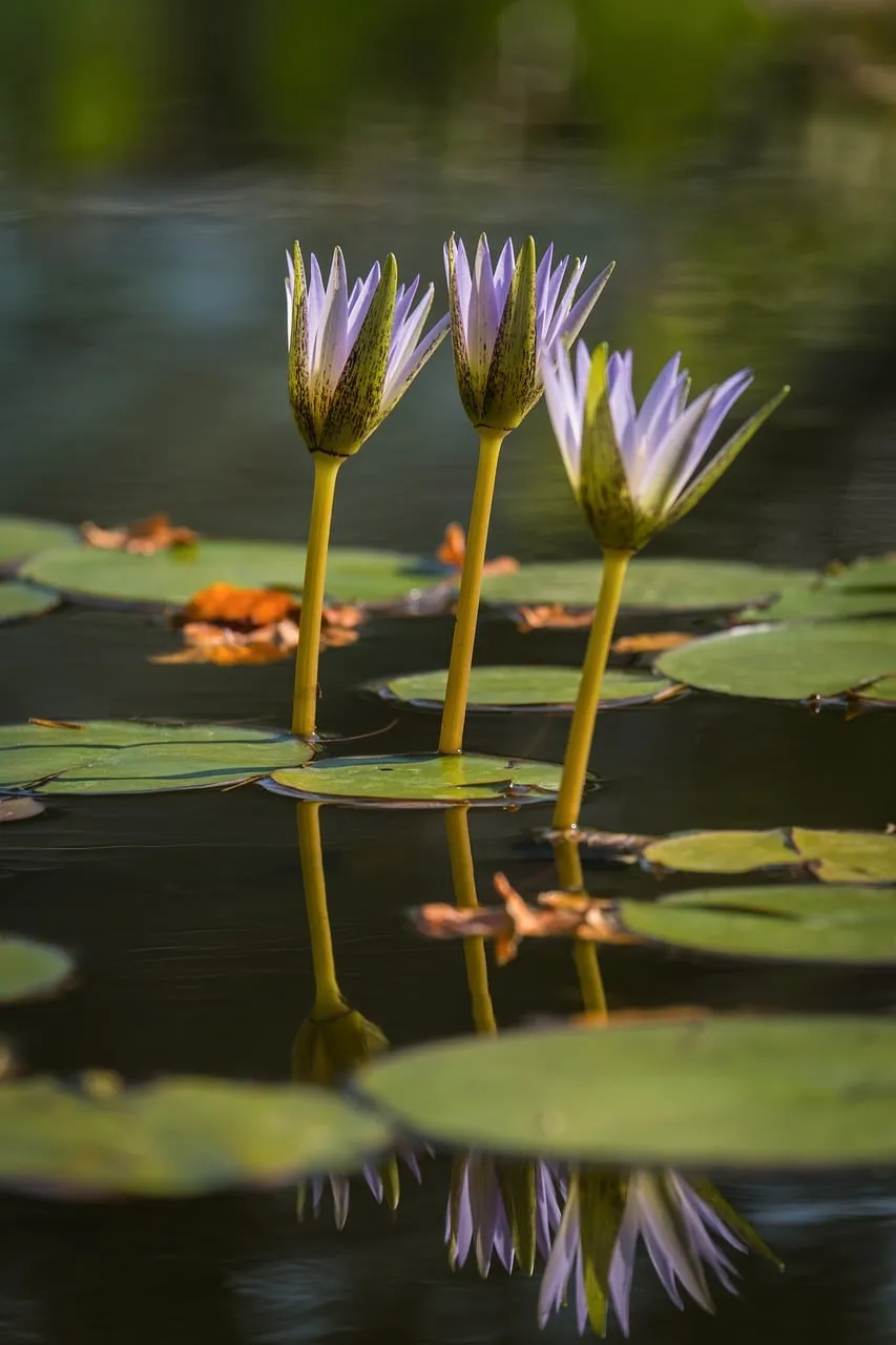 Serene Water Lilies: Nature's Tranquil Reflection