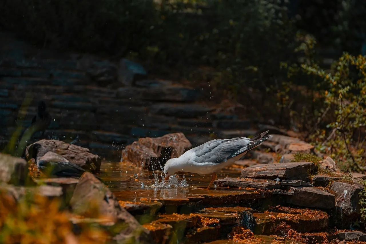 Captivating Solitude: Seagull Drinking in Tranquil Wilderness Pond