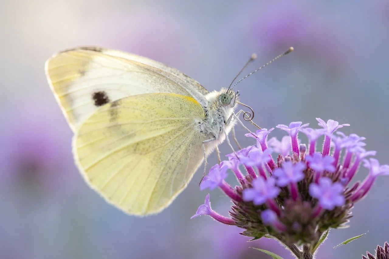 Delicate White Butterfly Perched on Vibrant Purple Flowers in Spring Garden