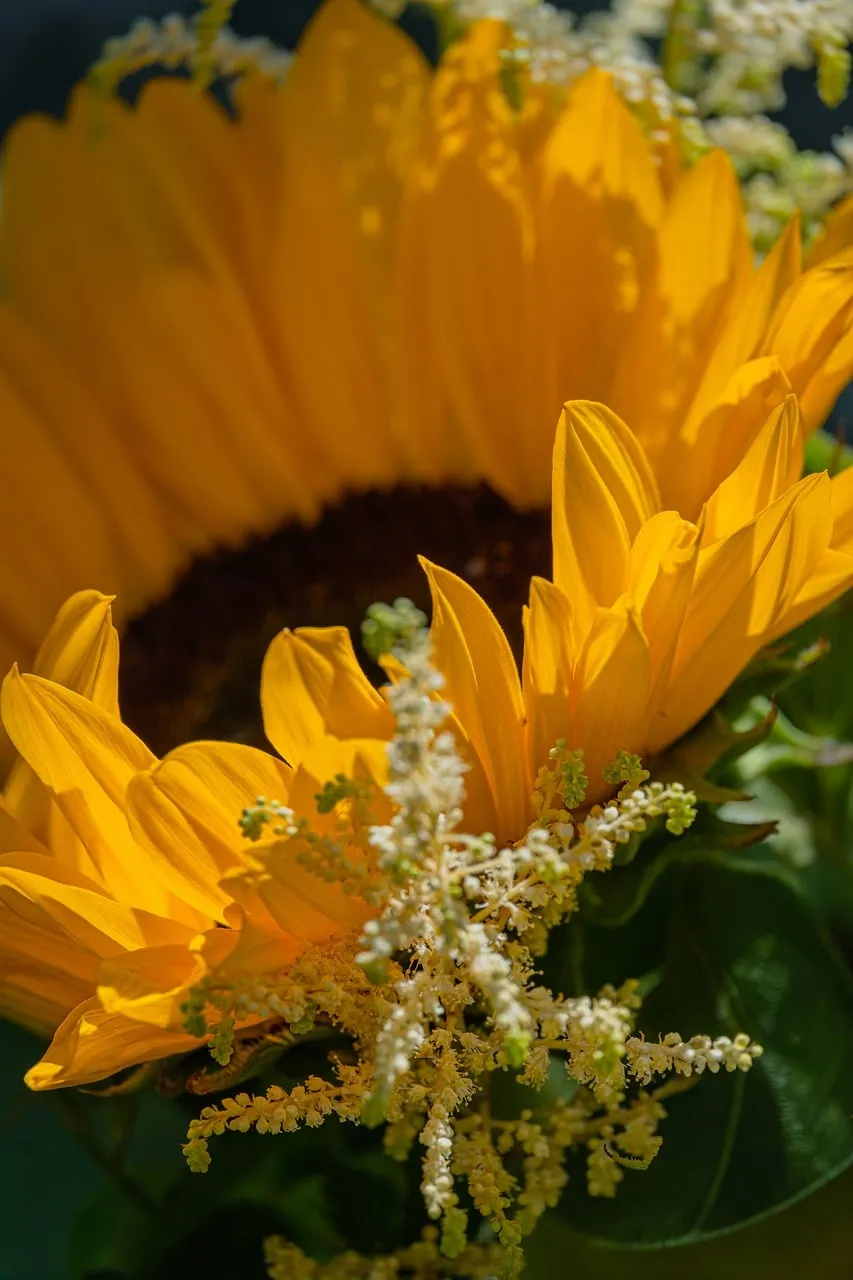 Vibrant Sunflower Close-up: Nature's Golden Embrace