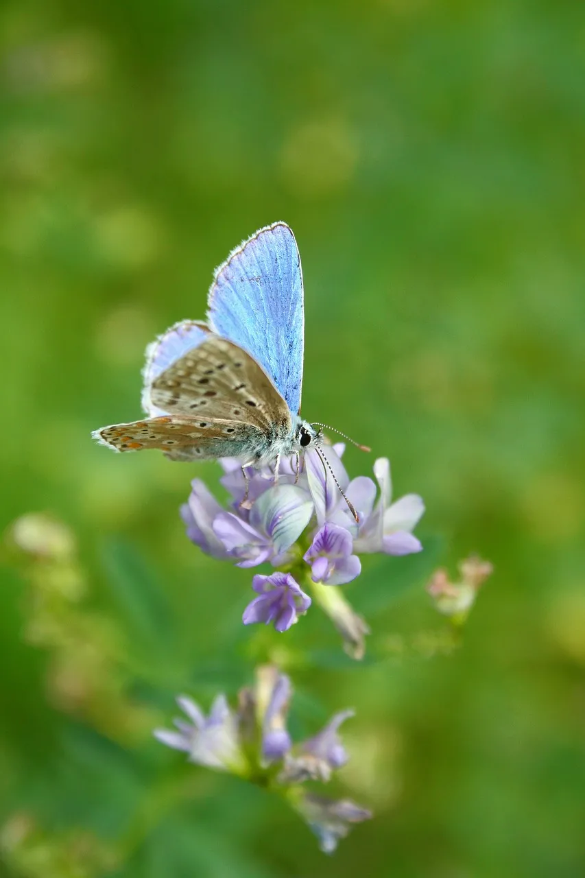 Vibrant Common Blue Butterfly on Delicate Alfalfa Bloom