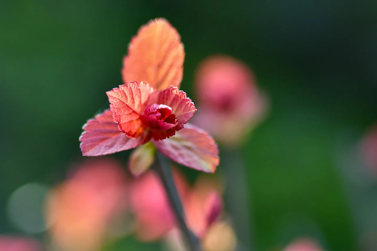 Vibrant Japanese Spirea: Macro Orange and Red Leaves