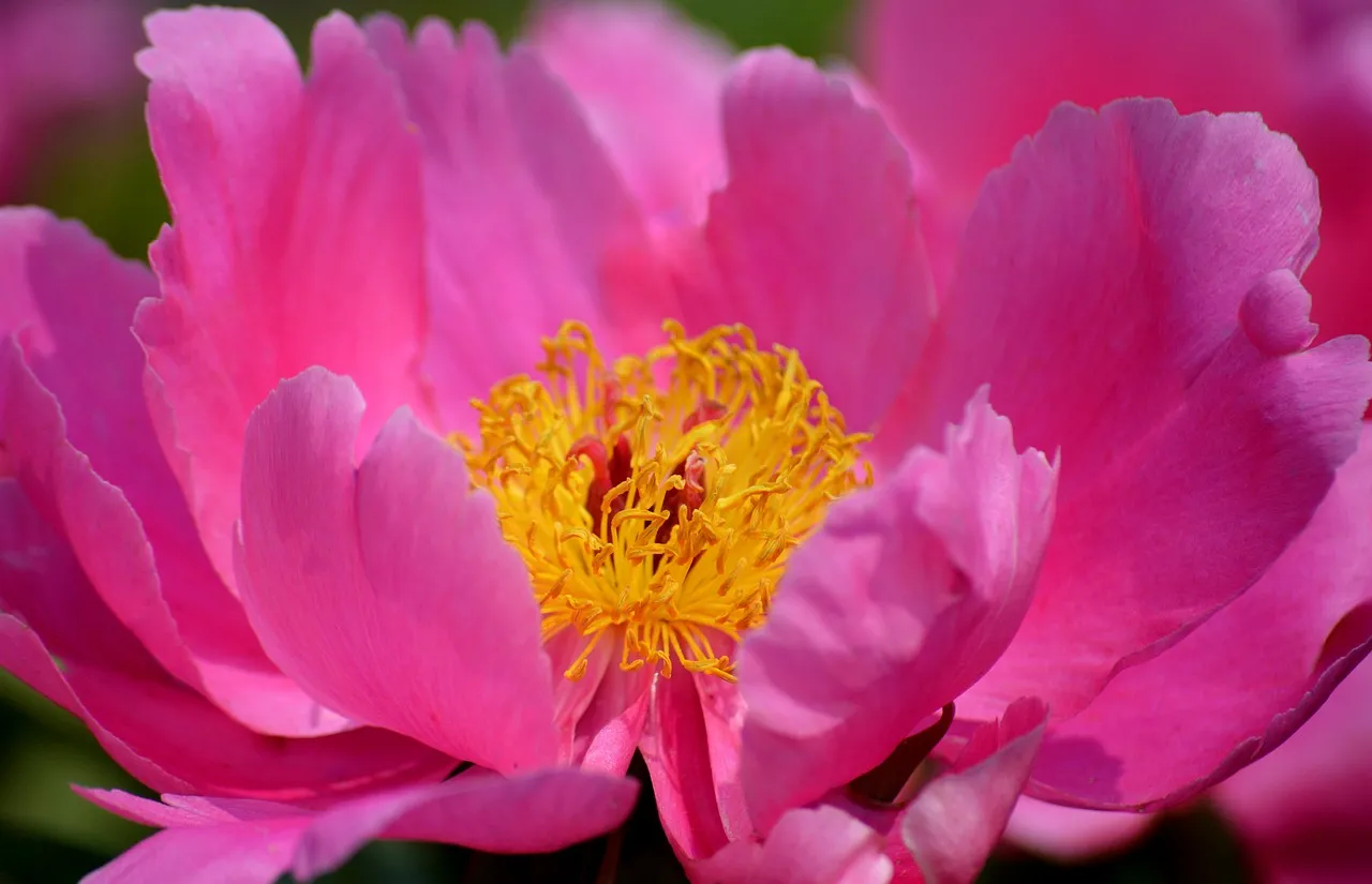Vibrant Pink Peony: A Stunning Floral Close-Up