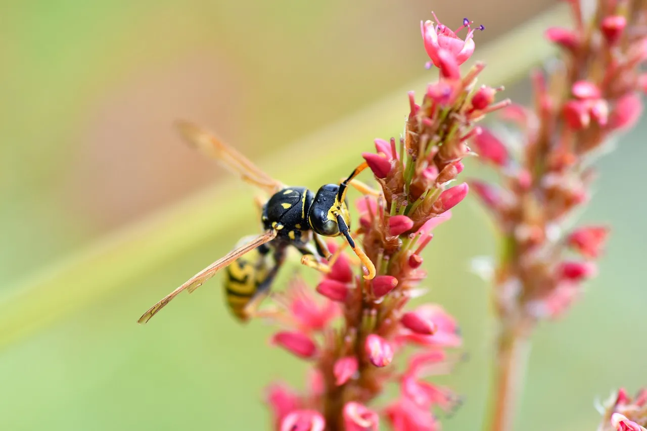 Vivid Macro: Wasp on Red Flower Blossom