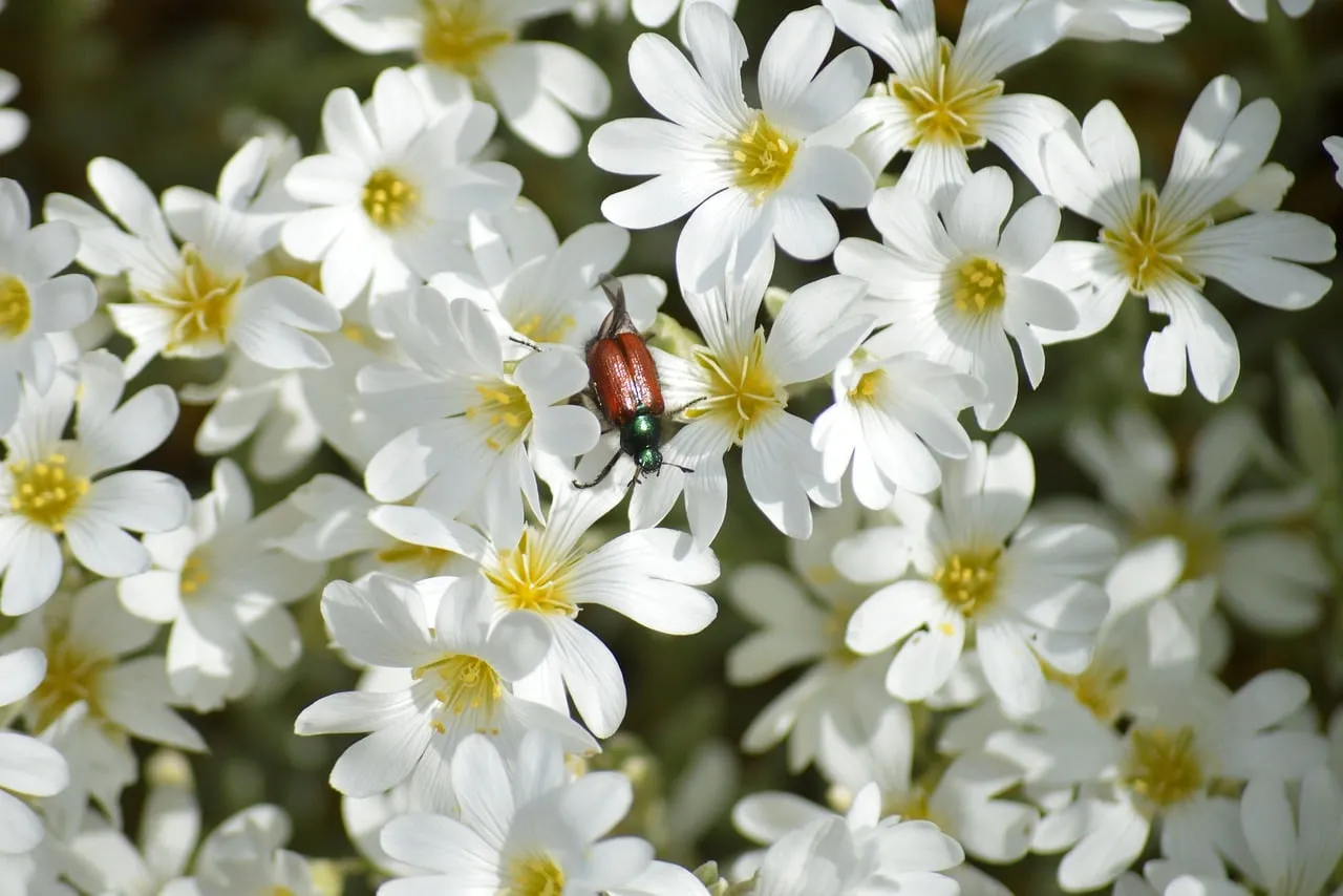 Vibrant Beetle Adorns White Spring Flowers
