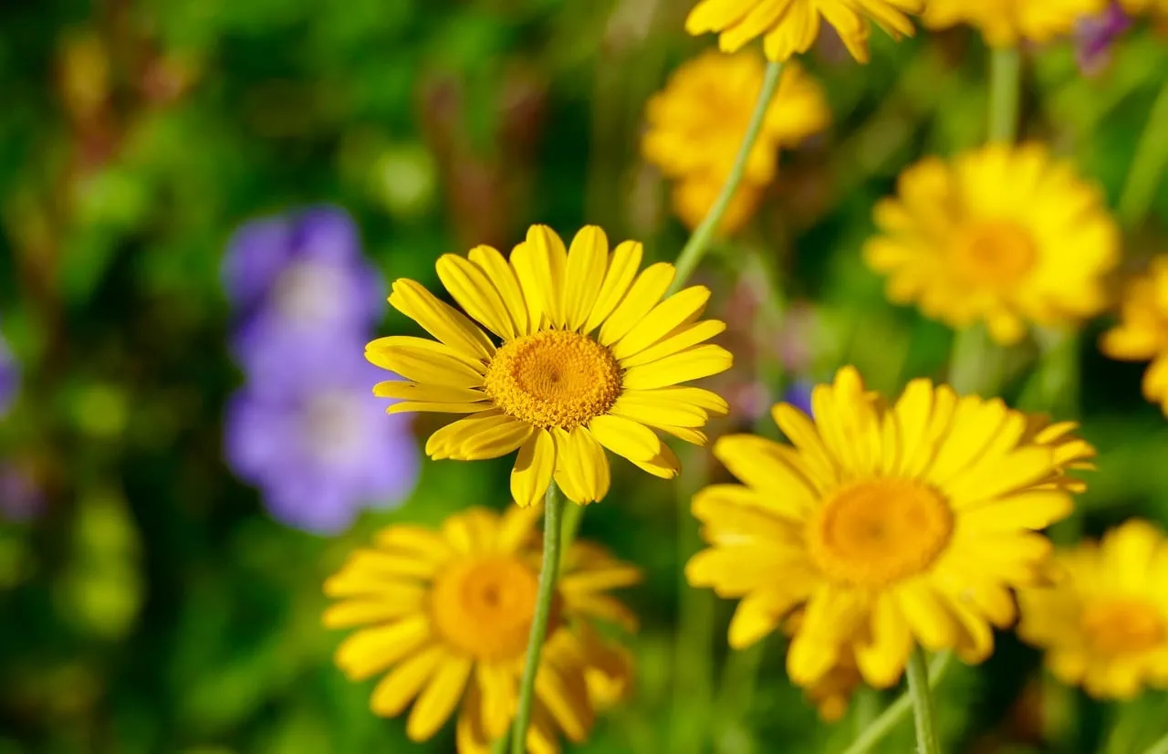 Vibrant Golden Chamomile: A Summer Daisy Delight