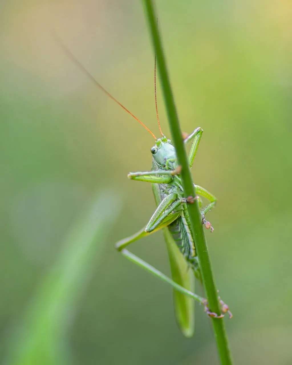 Vibrant Green Grasshopper: Macro Nature's Hidden Beauty on a Stem