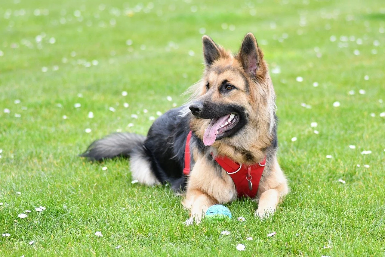 Majestic German Shepherd Relaxing on Lush Spring Grass