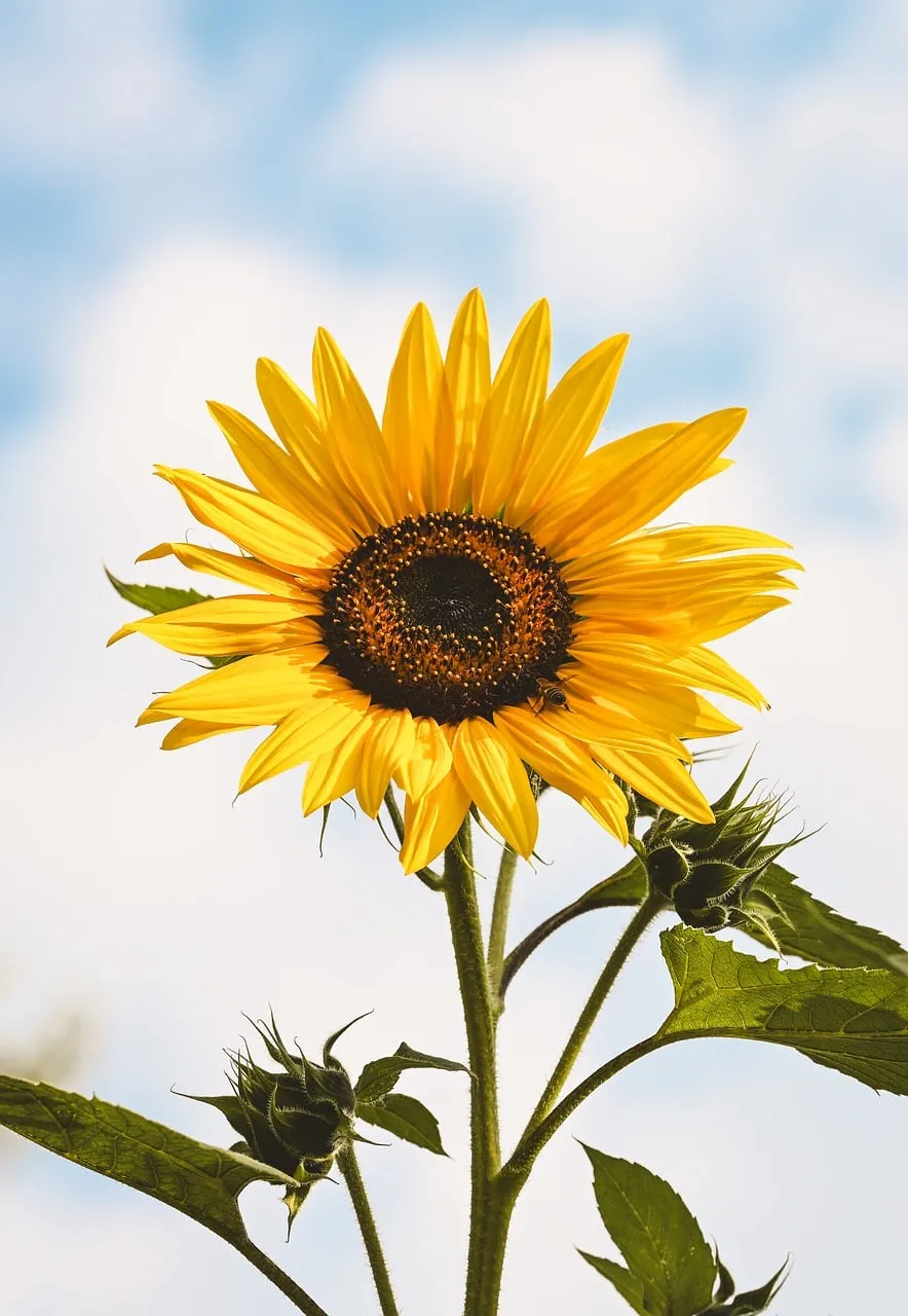 Vibrant Sunflower Serenity: Golden Beauty Under a Heavenly Blue Sky