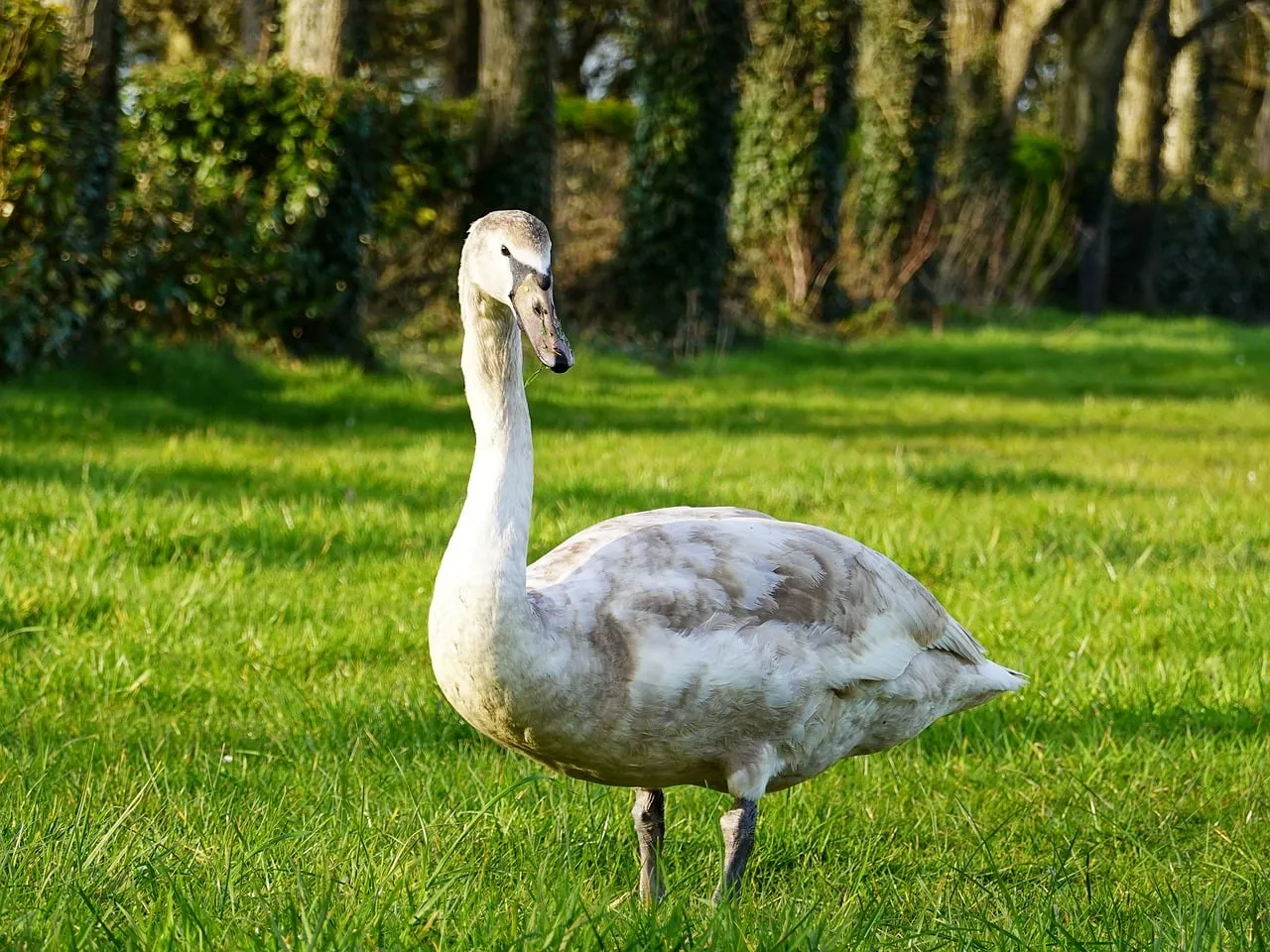 Majestic Swan Graces Lush Spring Meadow in Scotland