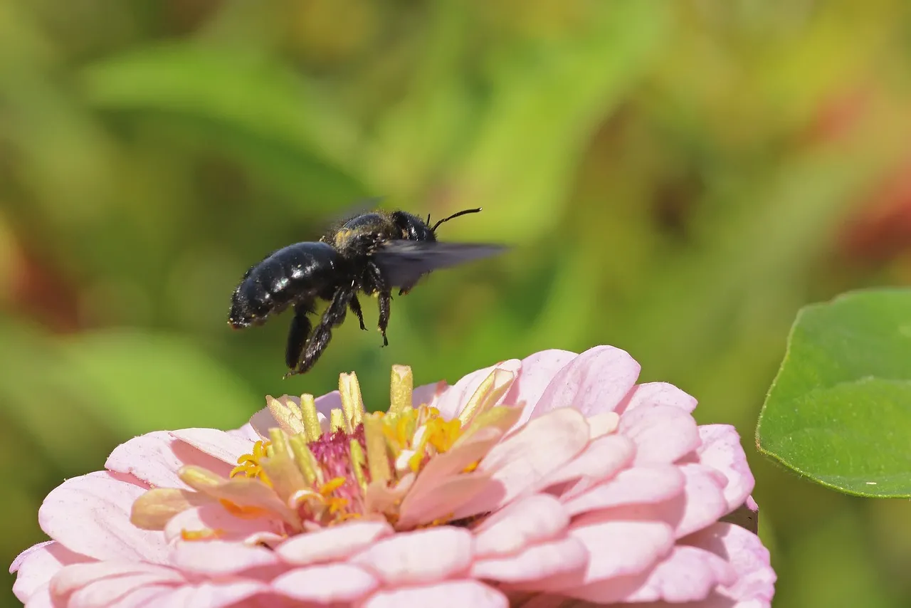 Vibrant Zinnia Bloom: Carpenter Bee's Nectar Quest in HD