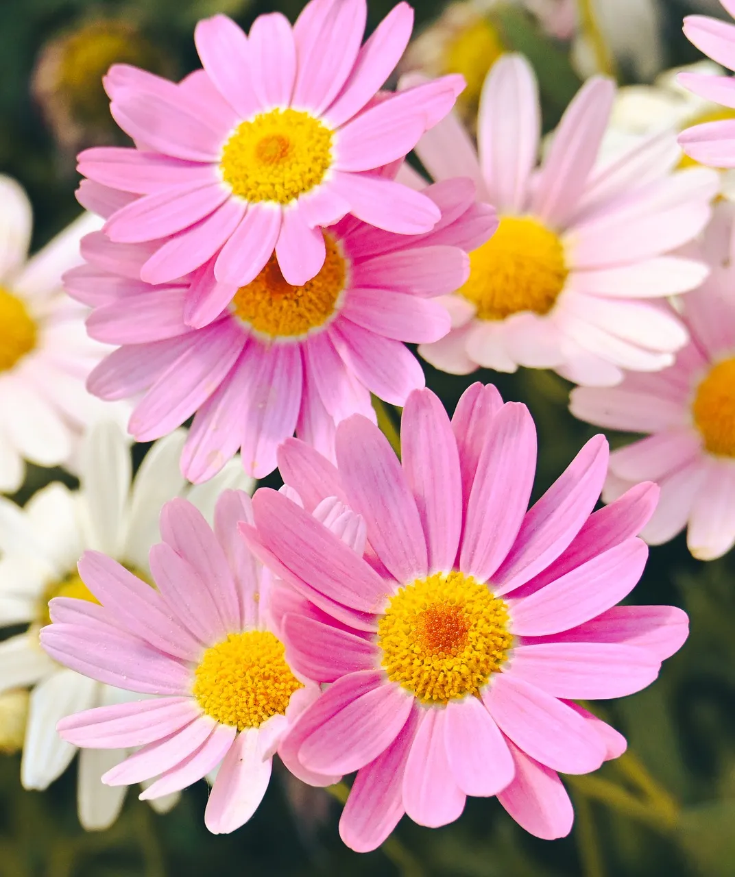 Vibrant Pink Daisies: A Symphony of Summer Blooms