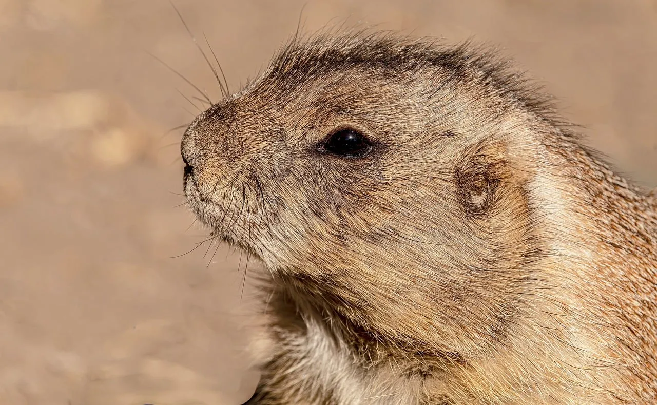 Captivating Prairie Dog Portrait: Nature's Golden Gaze
