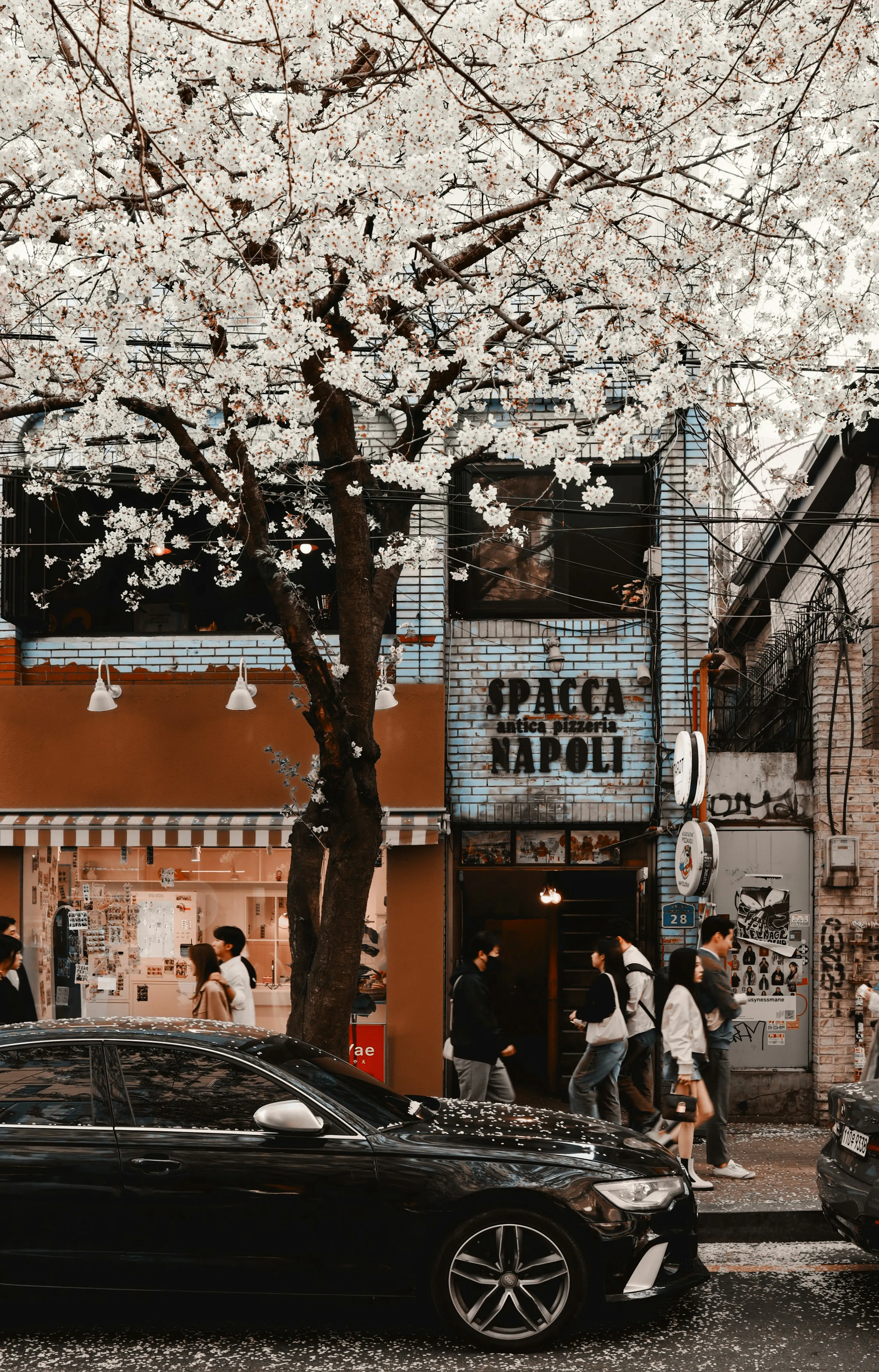 Vibrant Spring Street: Cherry Blossoms and Urban Life