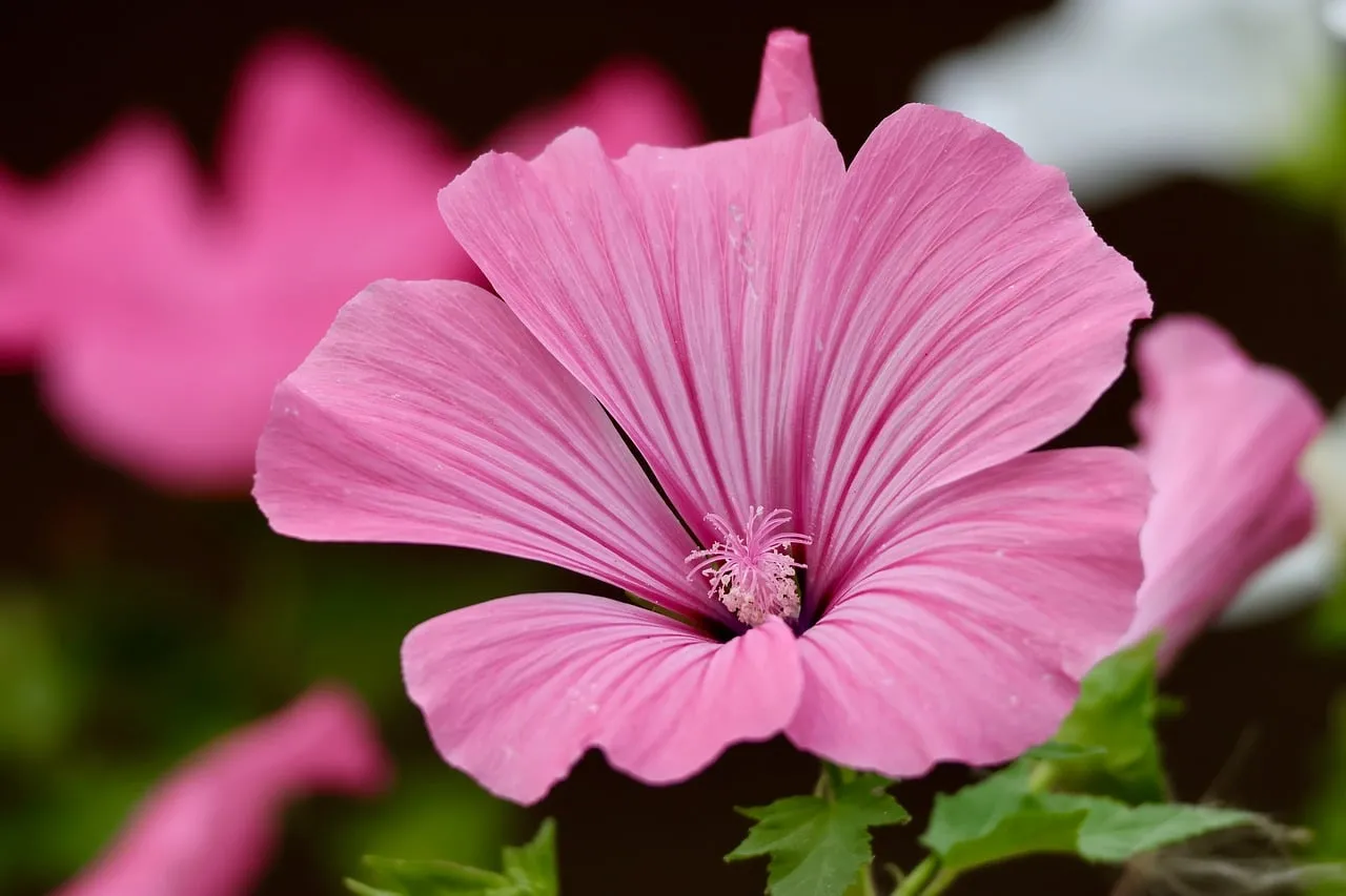 Vibrant Pink Lavatera Bloom: A Macro Masterpiece