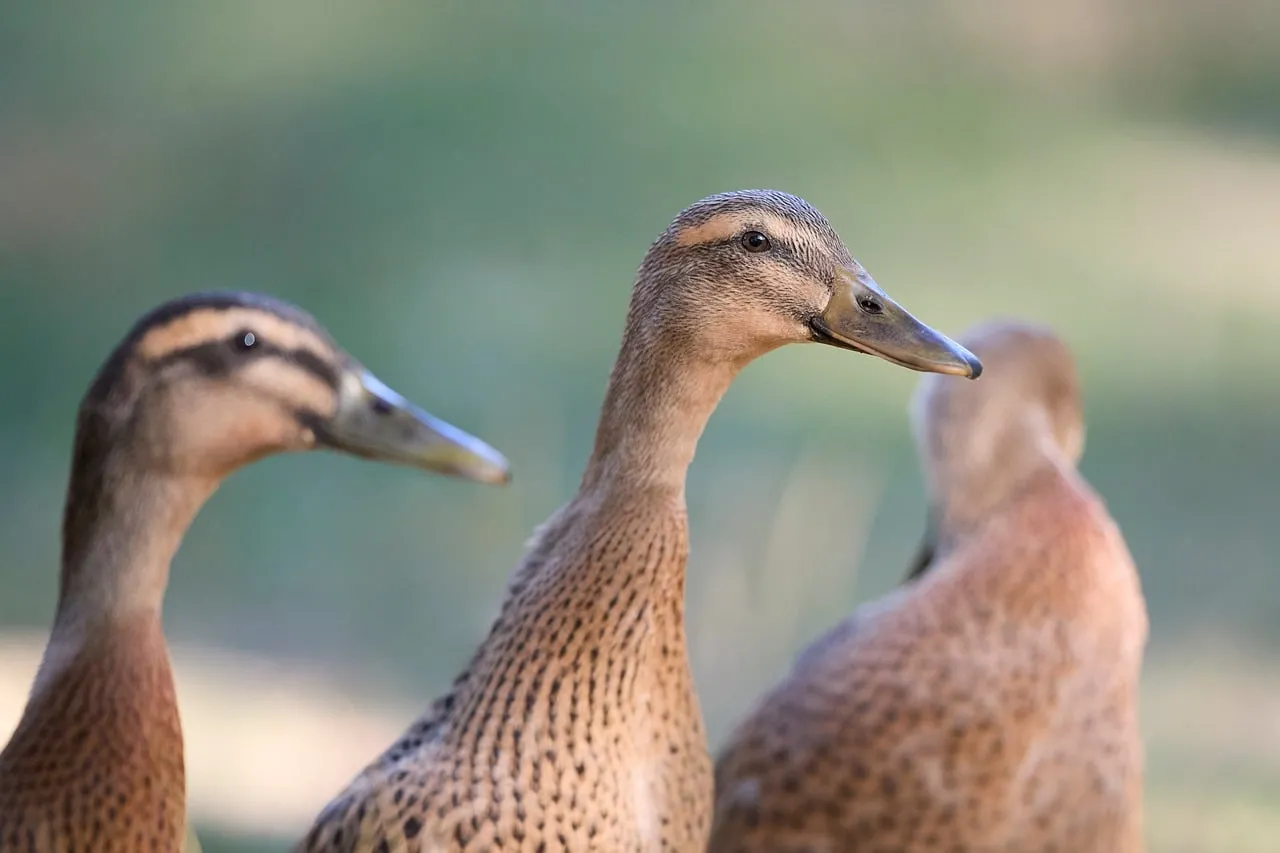 Graceful Trio: Captivating Indian Runner Ducks in Nature's Embrace