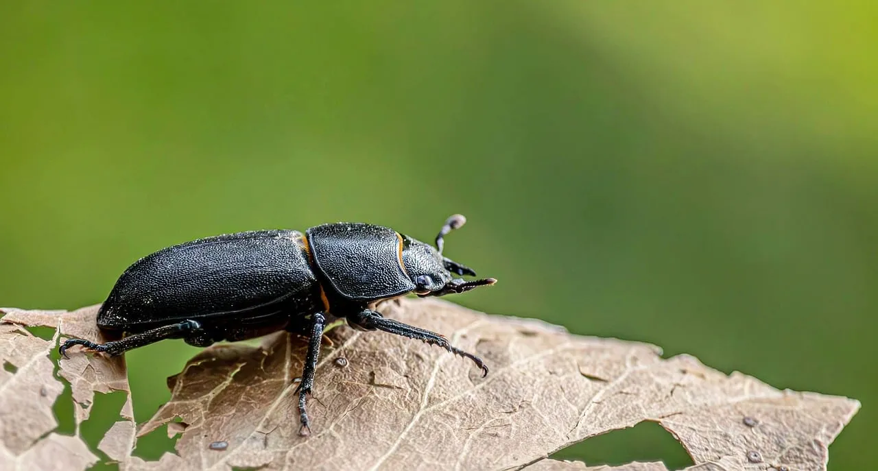 Intricate Macro: Stag Beetle on a Fading Leaf