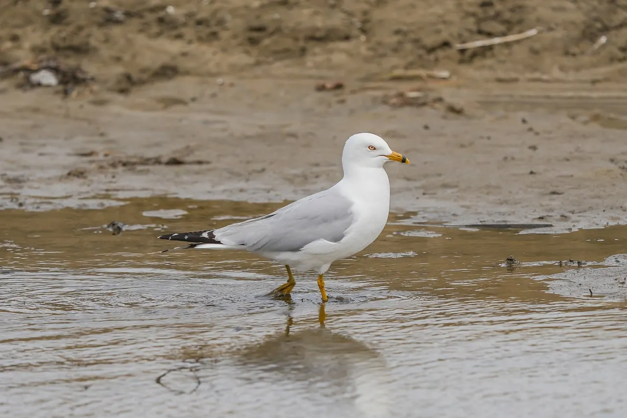 Graceful Ring-billed Gull: Beachfront Wildlife Encounter