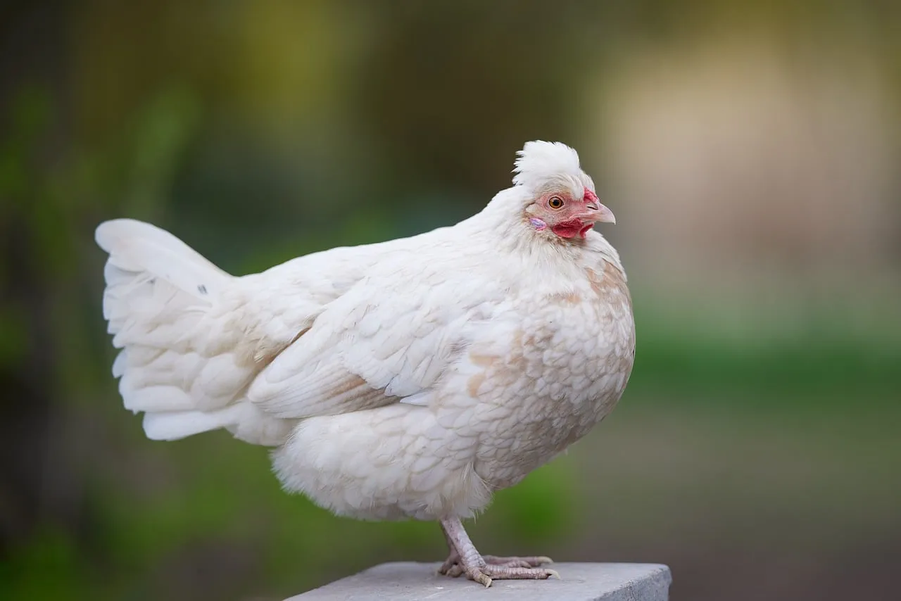 Charming Crested Hen: A Portrait of Rural Grace