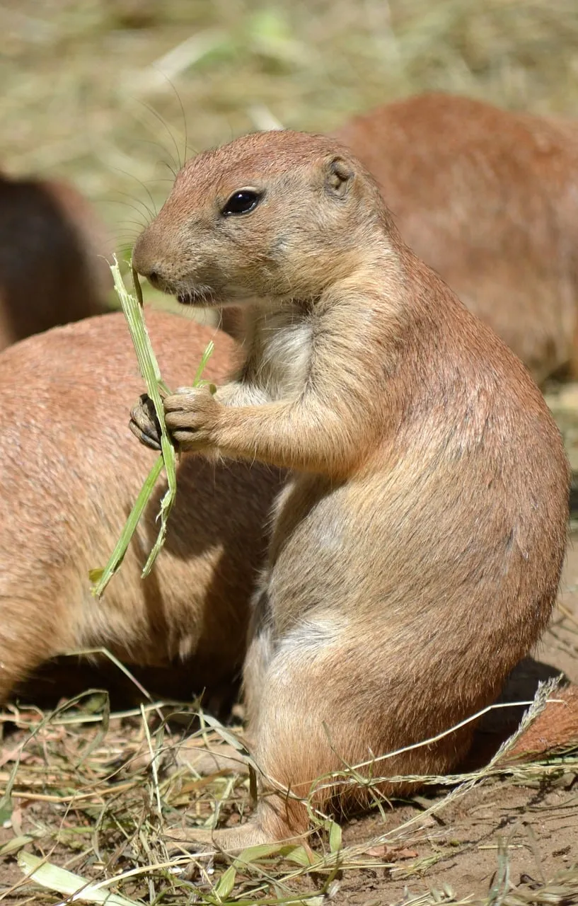 Charming Prairie Dog Munching on Grass in Sunlight