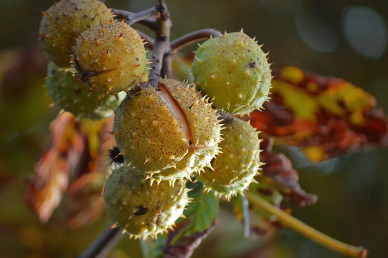Spiky Autumn Chestnuts: Nature's Golden Harvest Revealed