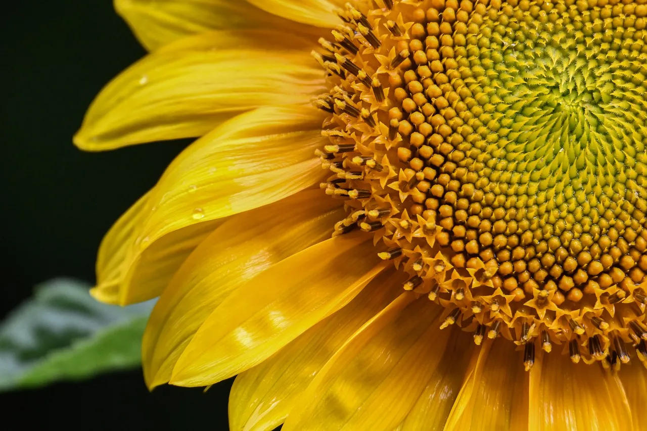 Vibrant Sunflower Close-Up: Nature's Golden Embrace