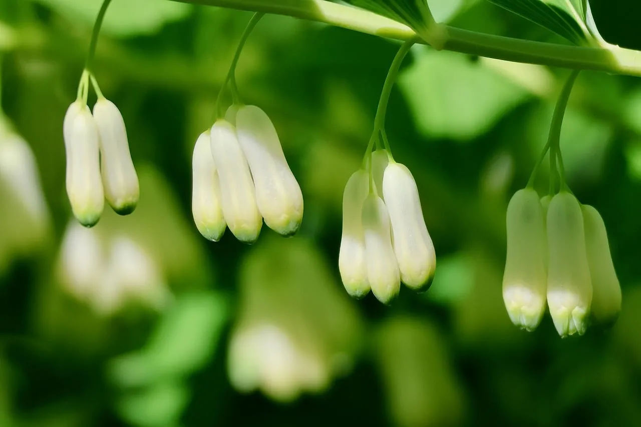 Enchanting Solomon's Seal: Delicate White Forest Flowers in Macro
