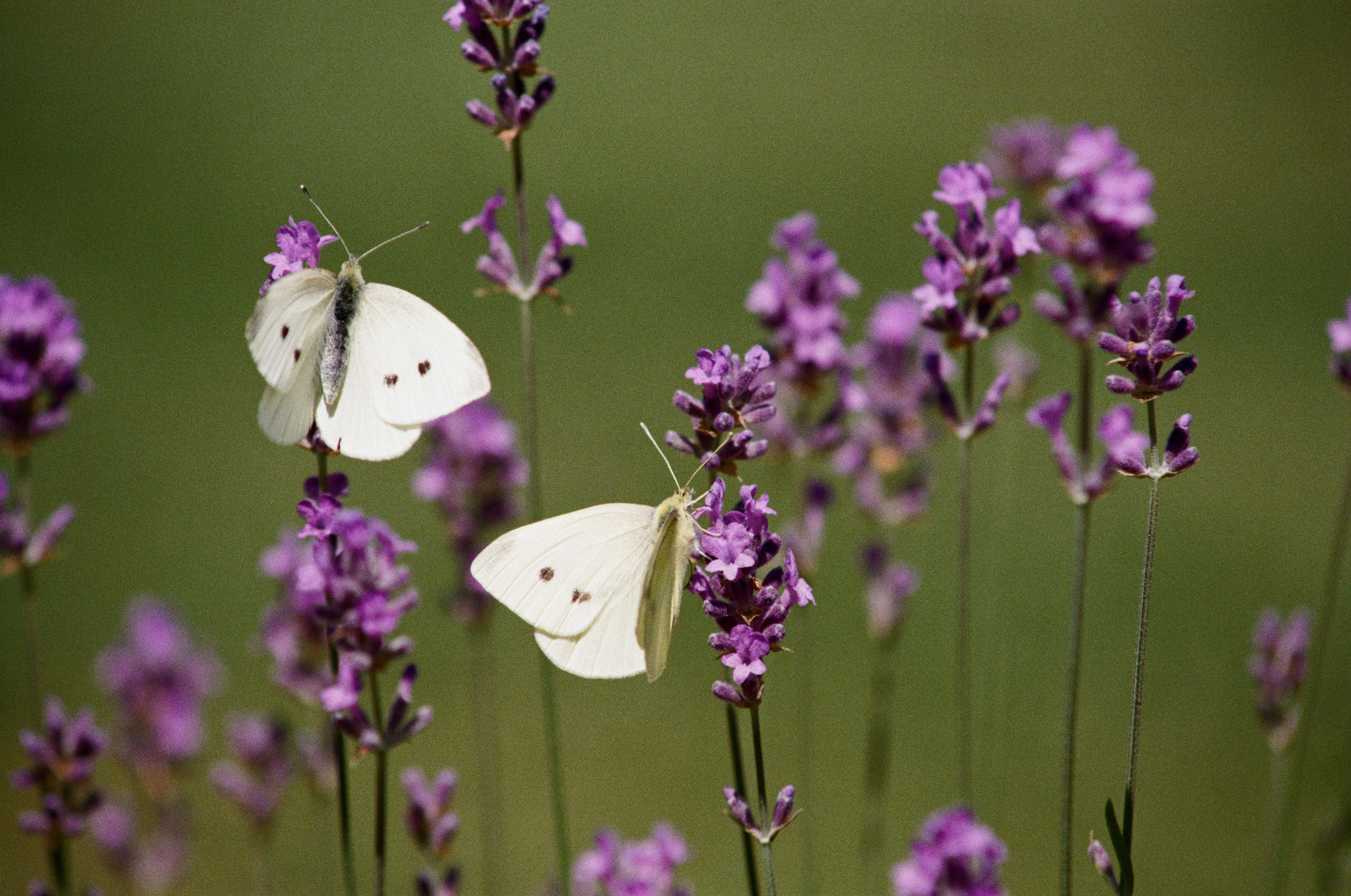 Charming Duet: White Butterflies on Vibrant Lavender Blooms