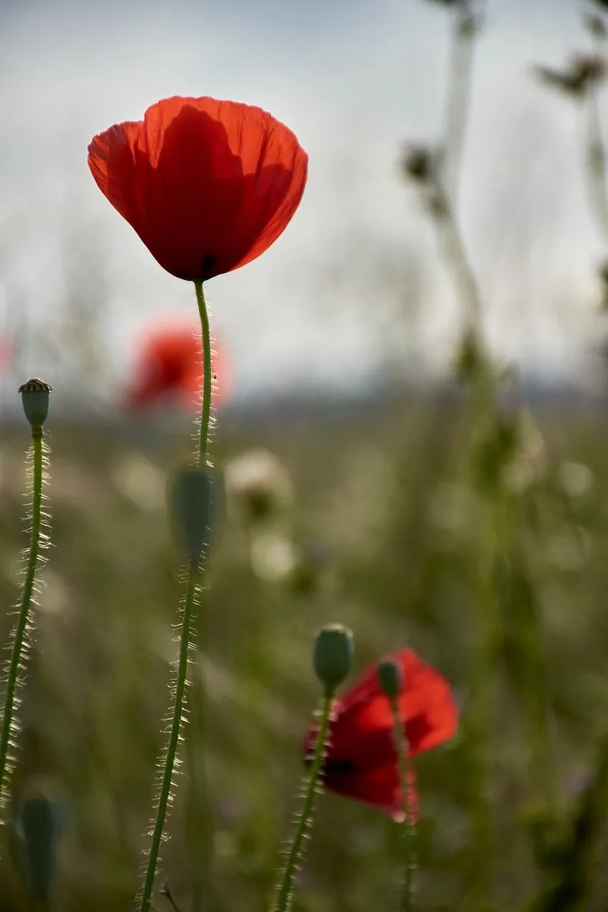 Vibrant Poppy Bloom: A Springtime Macro Delight