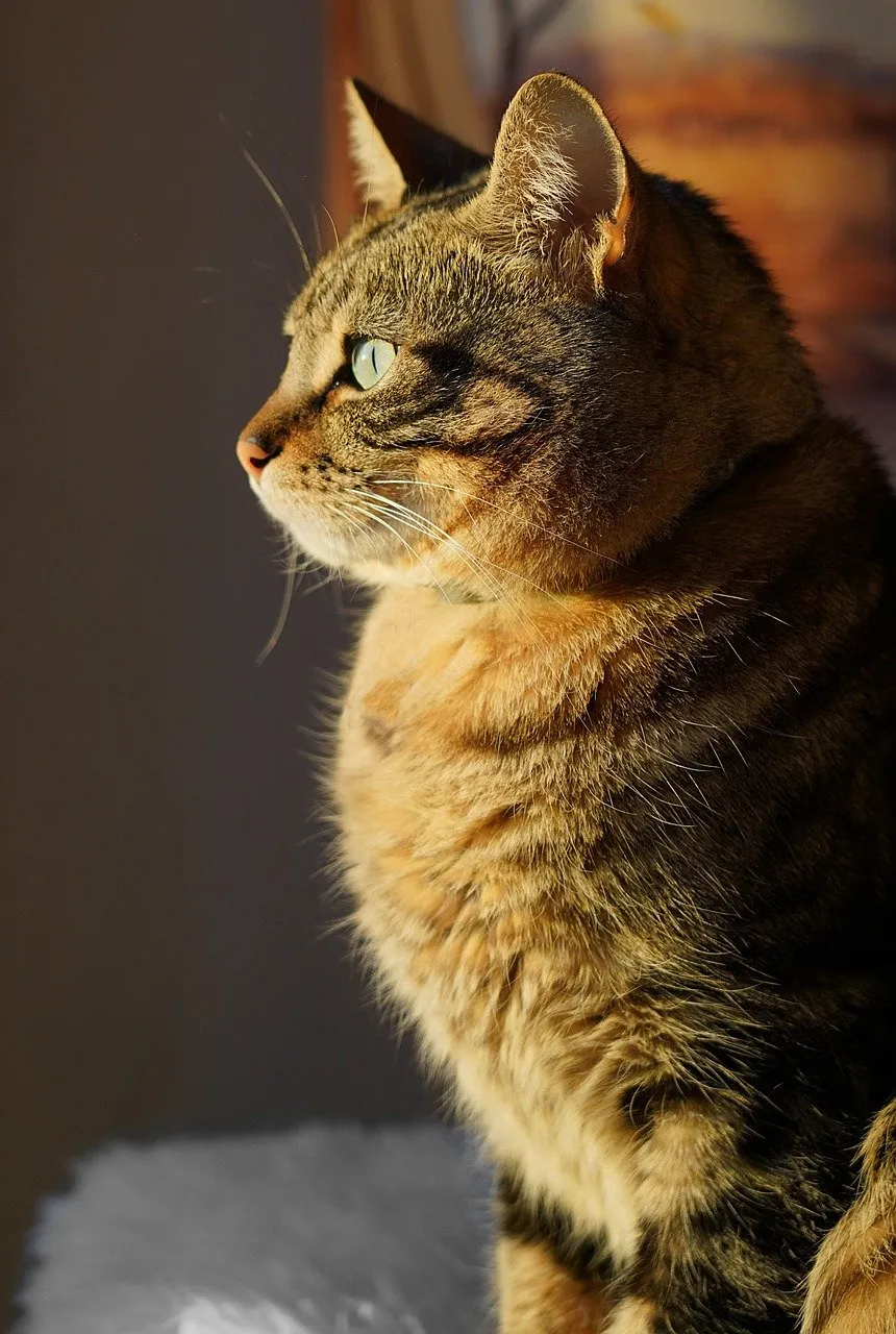 Enchanting Gaze: Tabby Cat Bathed in Golden Sunset Light