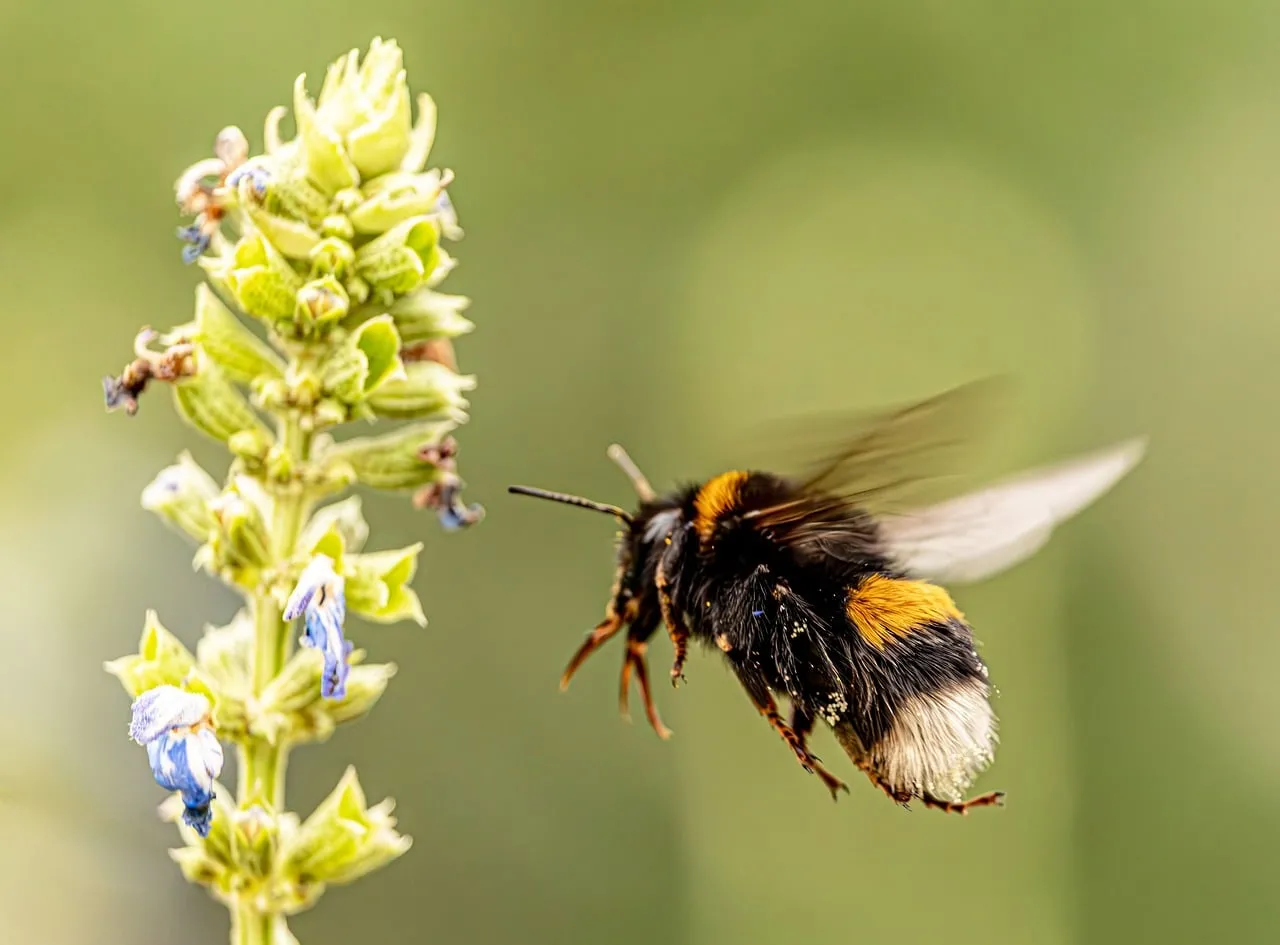 Vibrant Spring: Bumblebee's Graceful Dance to Blossom