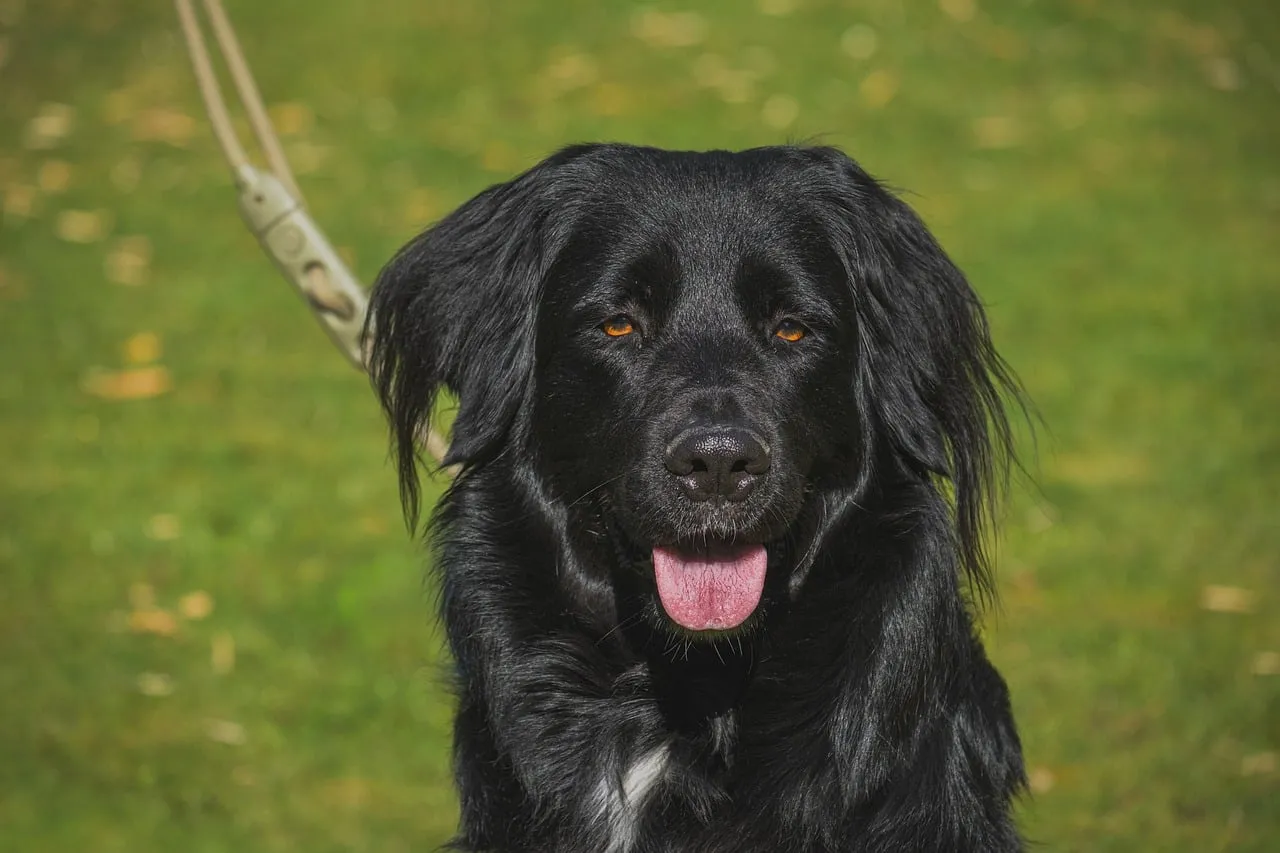 Stunning Black Dog Portrait: Attentive Eyes on a Green Background
