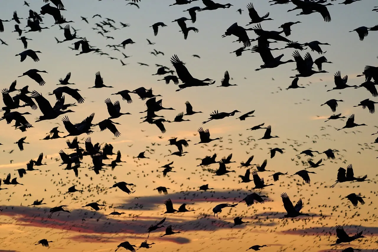 Breathtaking Nebraska Sunset Migration: Cranes in Flight