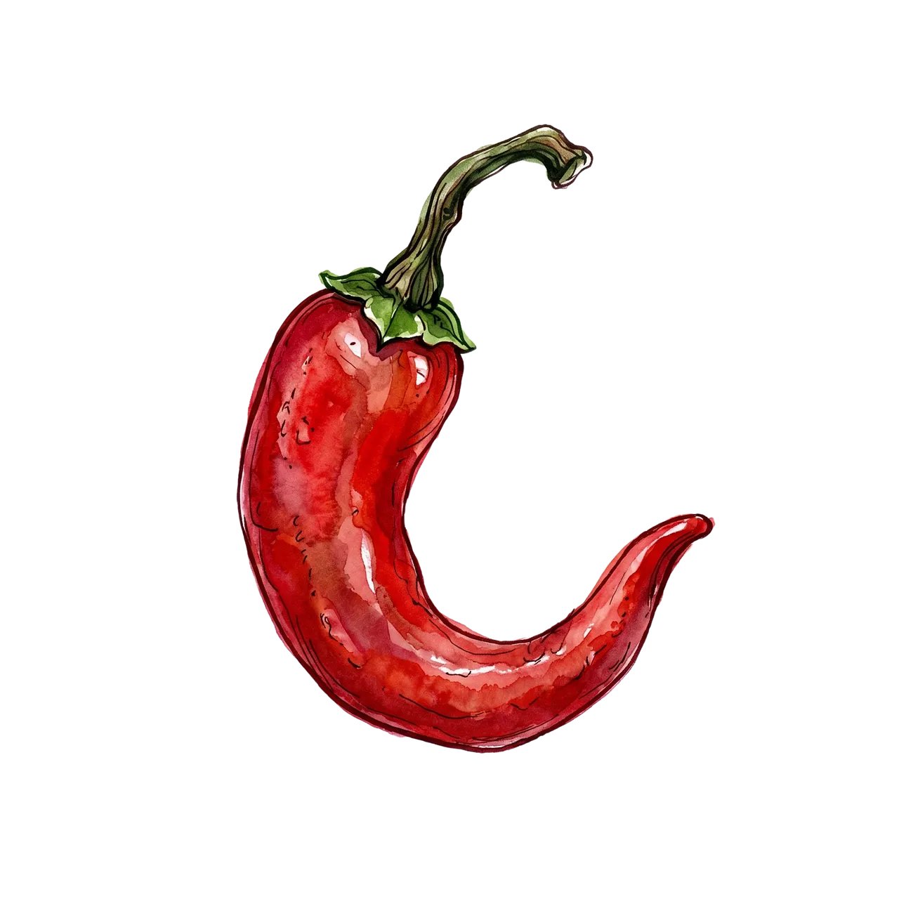 Vibrant Red Chili: Watercolor Spice Illustration