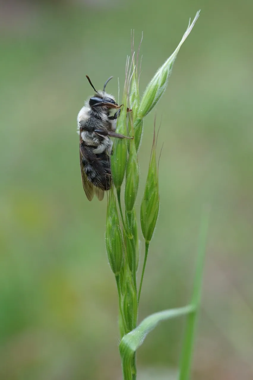 Intimate Macro: Wild Bee Clings to Vibrant Spring Grass