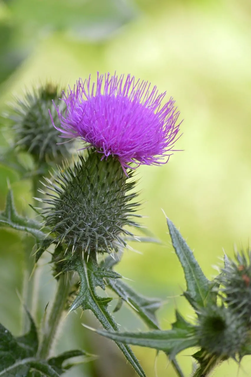 Vibrant Thistle Bloom: A Striking Wildflower Close-Up