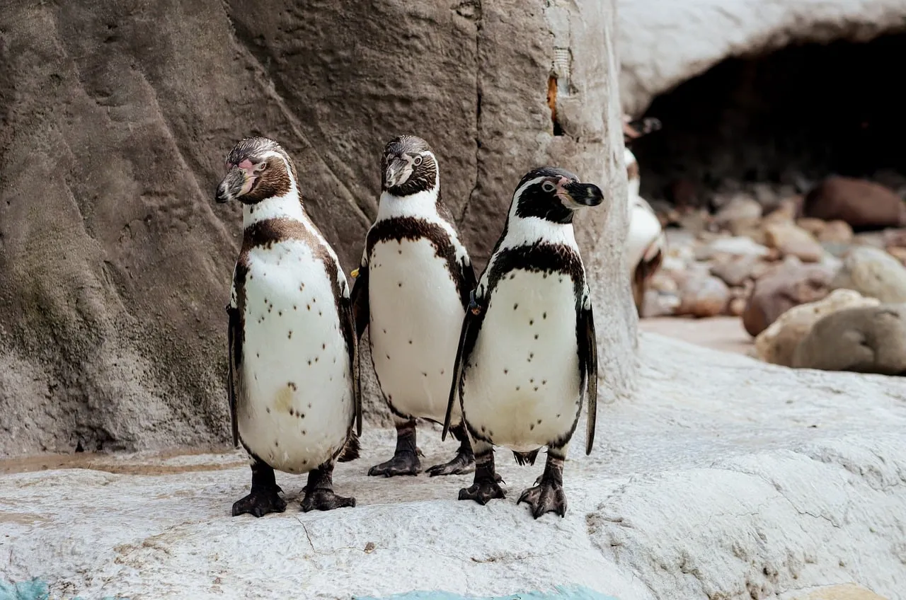 Charming Trio: Adorable Penguins Standing on Rocky Shore