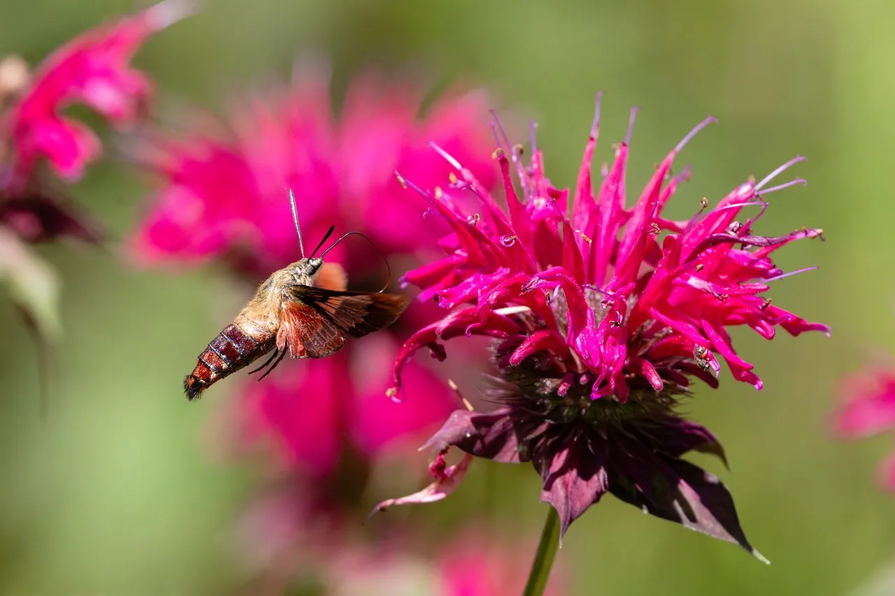 Vibrant Hummingbird Moth Nectaring on Fuchsia Bee Balm