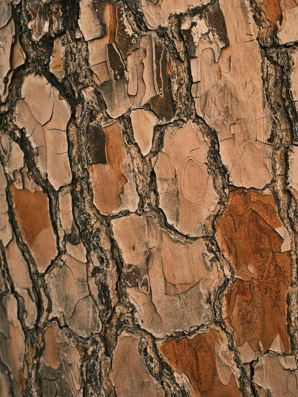 Rustic Bark: Detailed Pine Tree Texture Close-Up