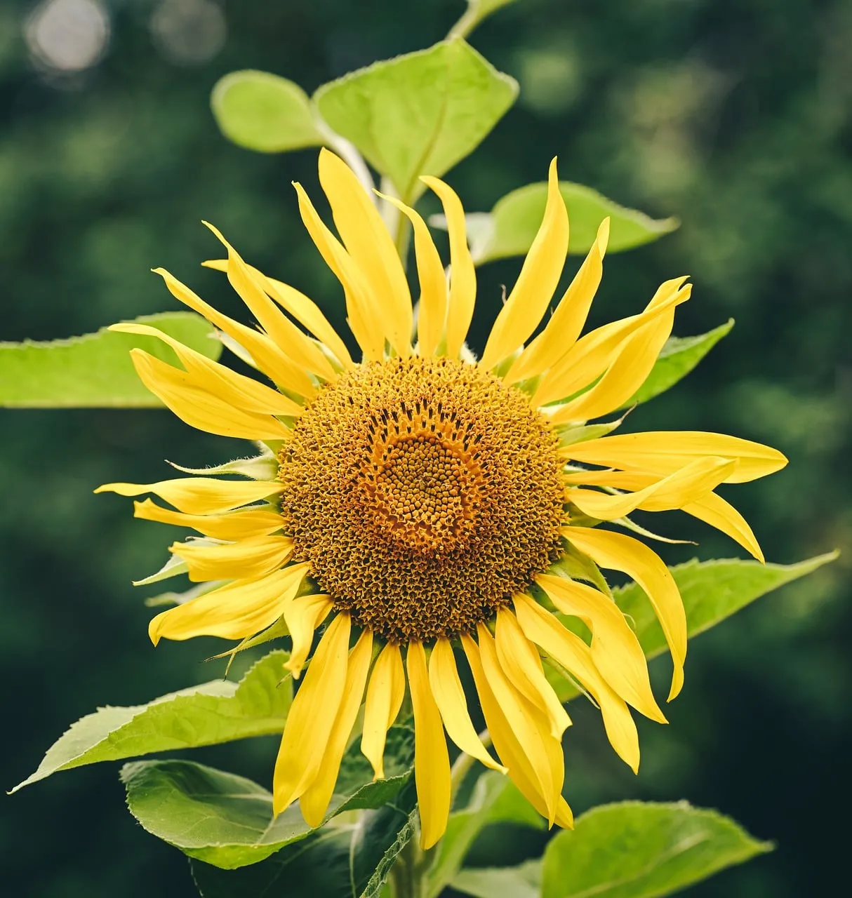 Vibrant Sunflower: Golden Blooms Bathed in Summer Light