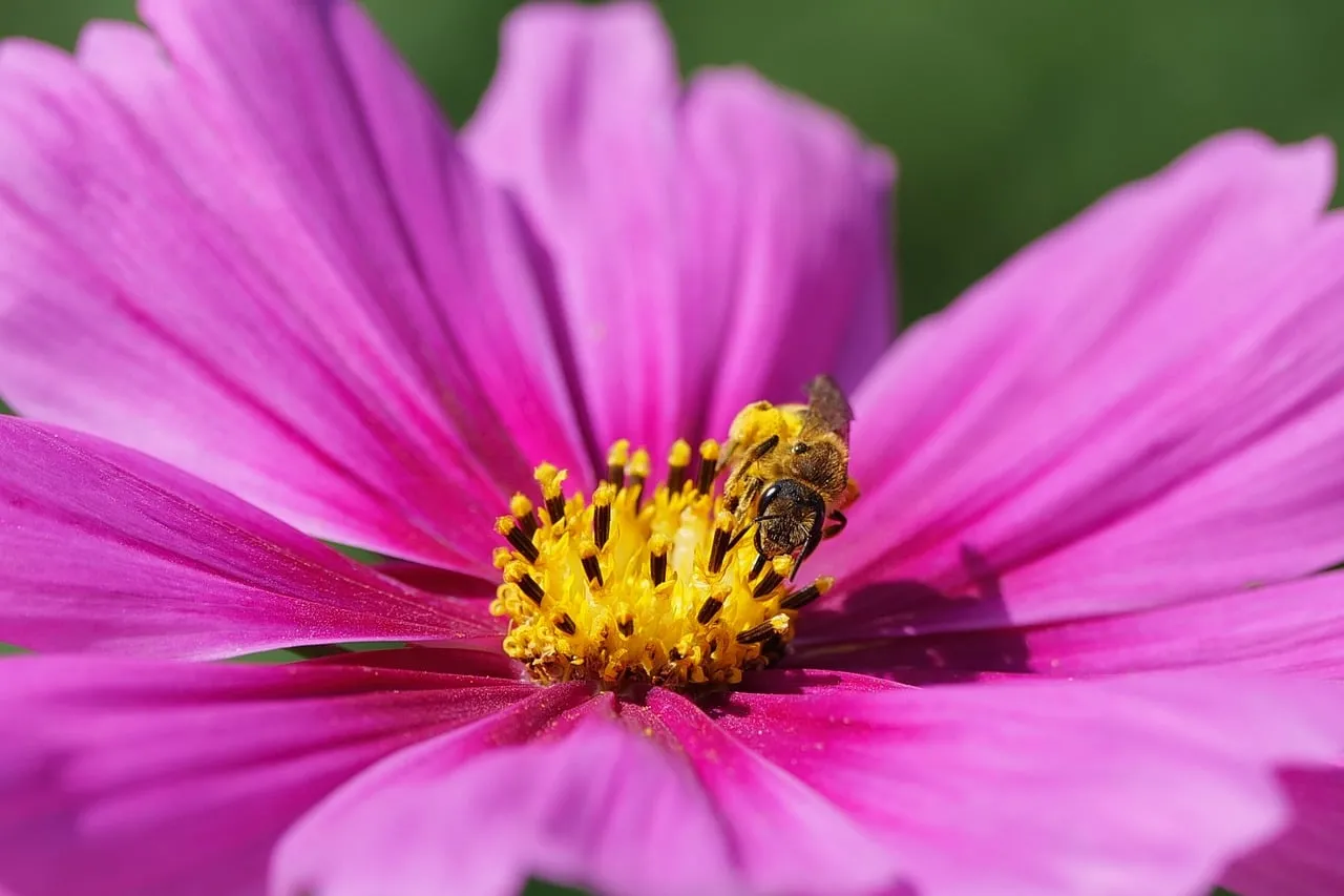 Vibrant Cosmos: Bee's Nectar Journey in a Pink Floral World