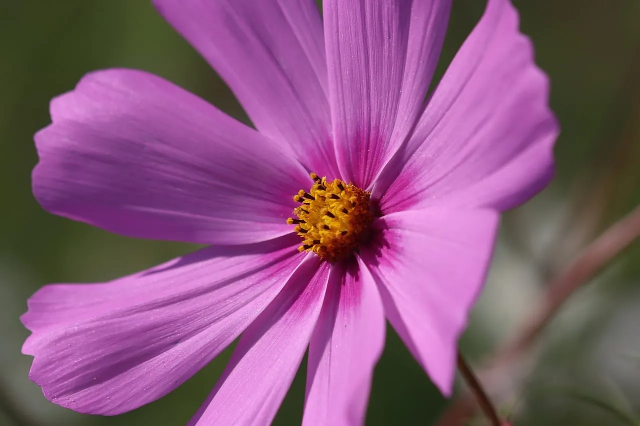 Vibrant Purple Cosmos Blooms in a Spring Garden Macro
