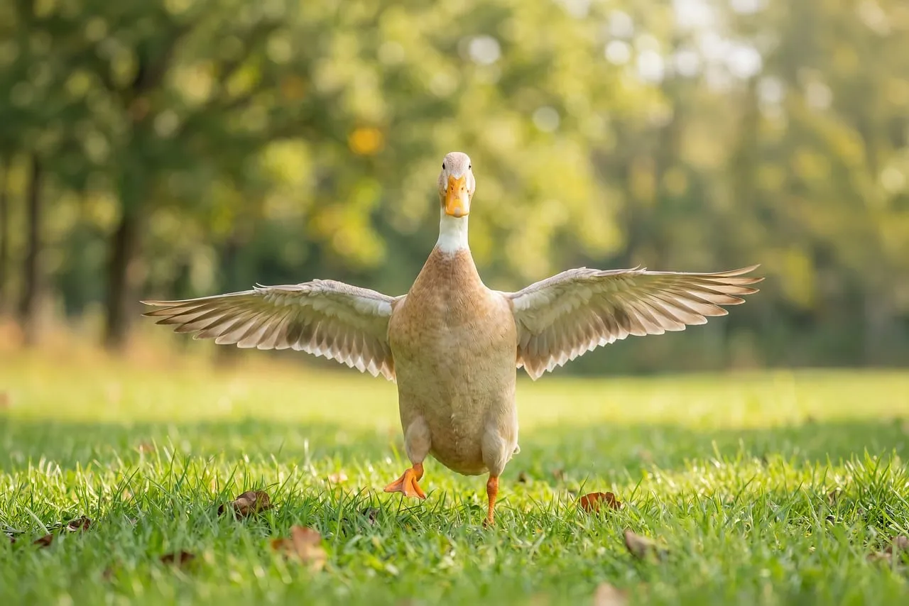 Majestic Indian Runner Duck Spreading Wings in Sunny Nature